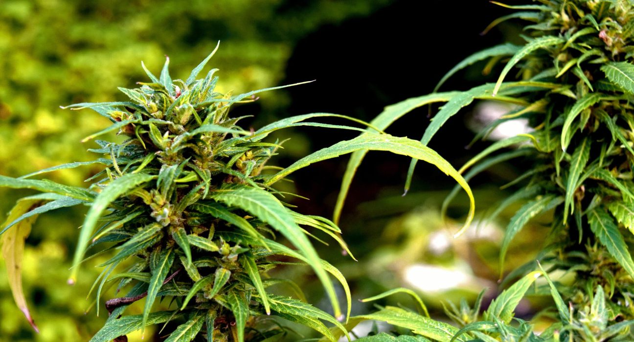 beginner grow guide cannabis indoor how to grow weed