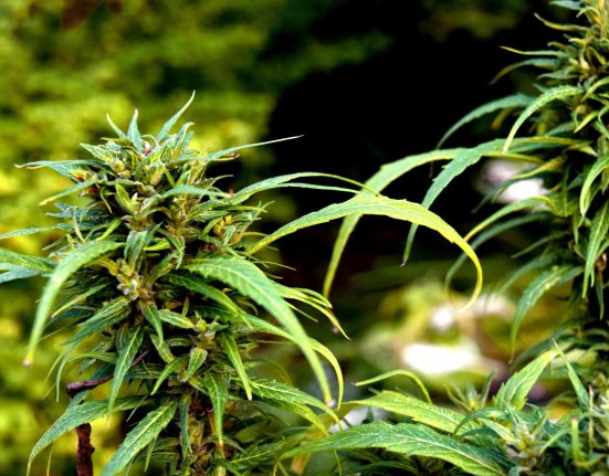 beginner grow guide cannabis indoor how to grow weed