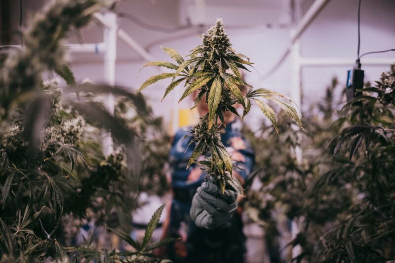 Exploring the Blossoming Home Grow Movement with ILGM