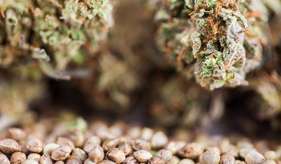 Florida House Advances Bills to Regulate, Tax Hemp THC Products