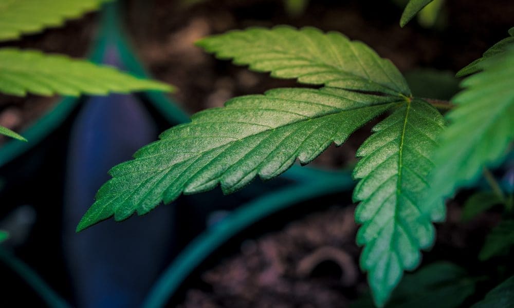Former cannabis prisoners rally at White House (Newsletter: April 21, 2025)