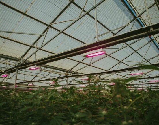 High-Tech Greenhouses Offer Sustainable Solution for Cultivators