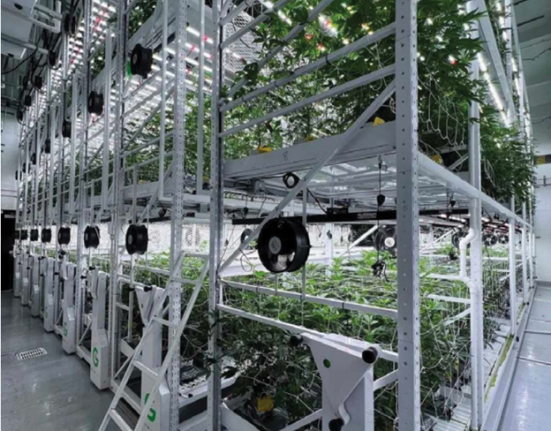 cannabis cultiavtion sustainability maximize space carbon footprint