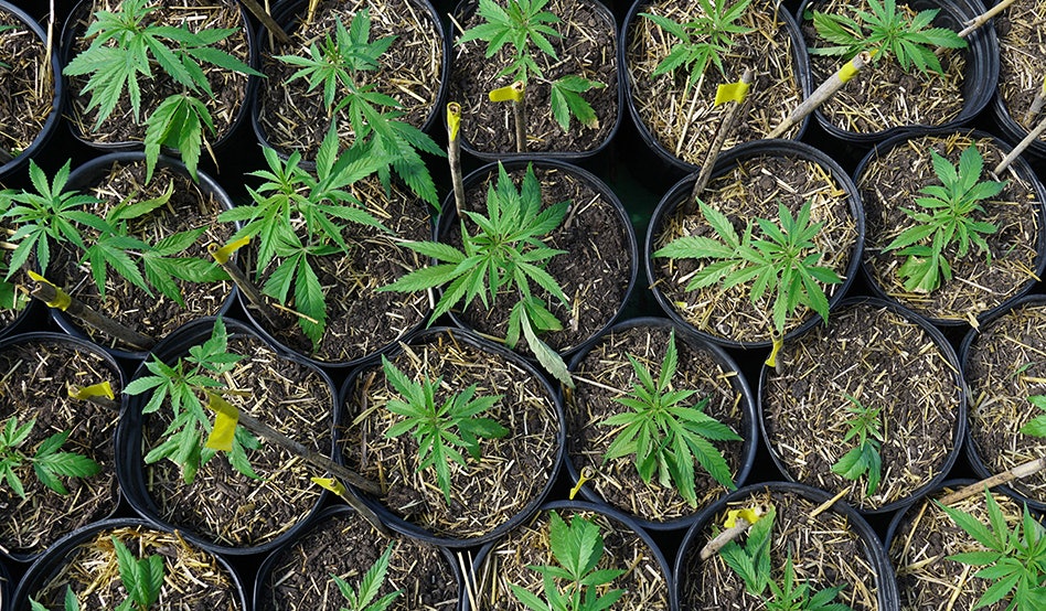 Missouri Cannabis Regulators Revoke 25 Microbusiness Licenses