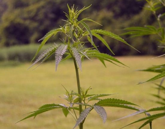 North Carolina Lawmakers Are Considering At Least Nine Bills To Regulate Intoxicating Hemp-Derived Products