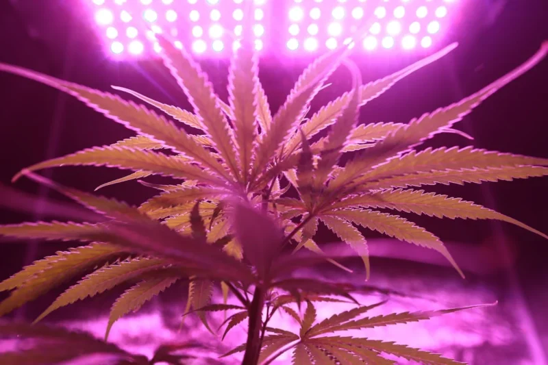 Seeing Green - Cannabis & Tech Today