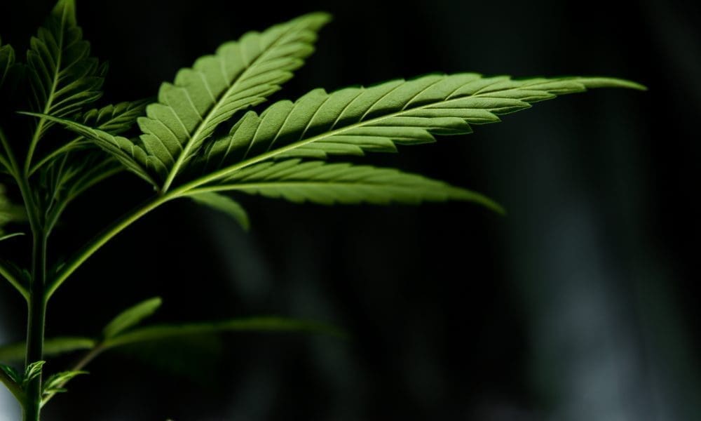 Supreme Court gives Trump admin more time on cannabis & guns case (Newsletter: April 30, 2025)