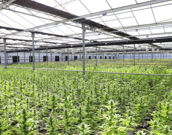 Transforming Cannabis Cultivation: The Power of Automated Systems