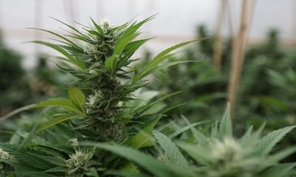 Trump's pollster says cannabis legalization is popular with Republican voters (Newsletter: April 18, 2025)