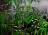 cannabis plant