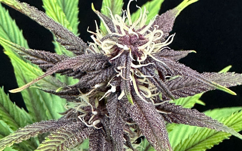 Pink Pepper Is the New Rosetta Stone of Cannabis