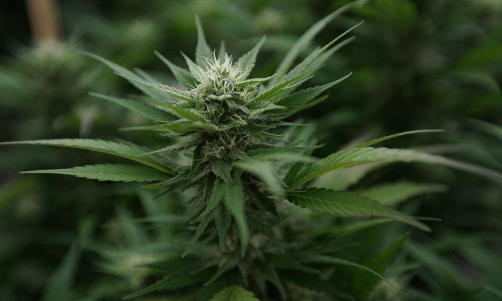 Why Do Nebraska Lawmakers Want To Change The State's Voter-Approved Marijuana Law?