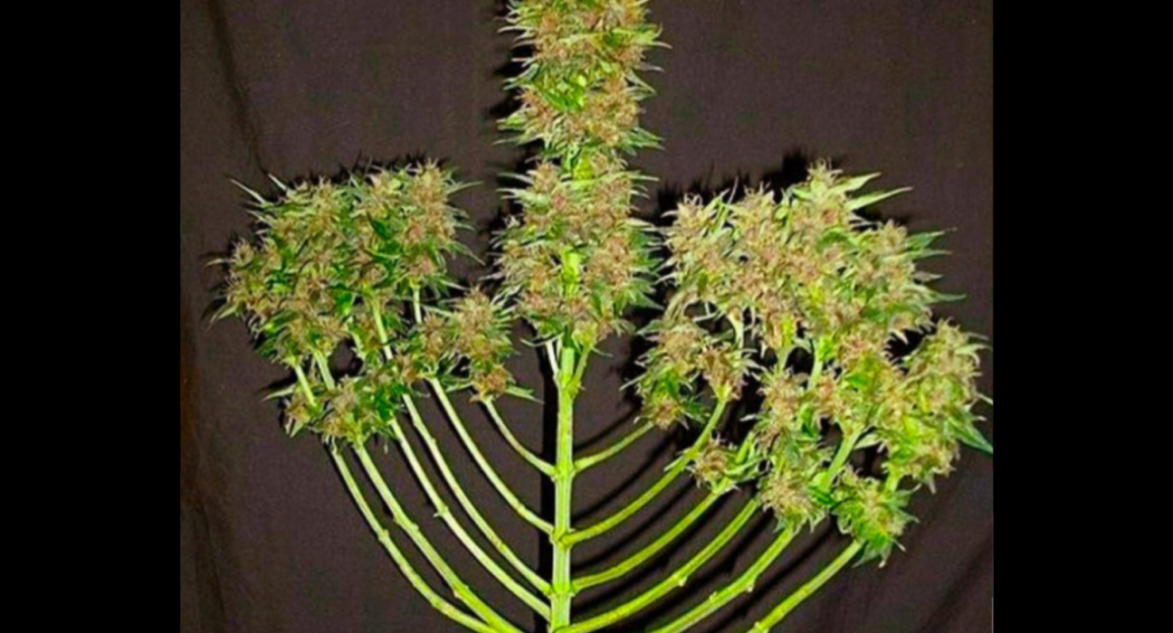 Cannabis Holiday