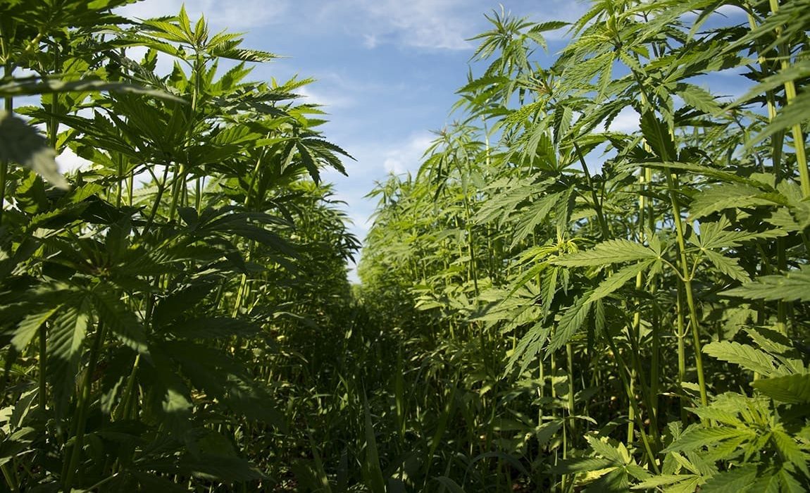 Virginia Hemp Businesses Consider How To Pivot With Federal Ban Looming