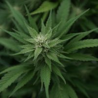 Alabama Medical Marijuana Regulators Extend Stay On Dispensary Due To Ongoing Litigation