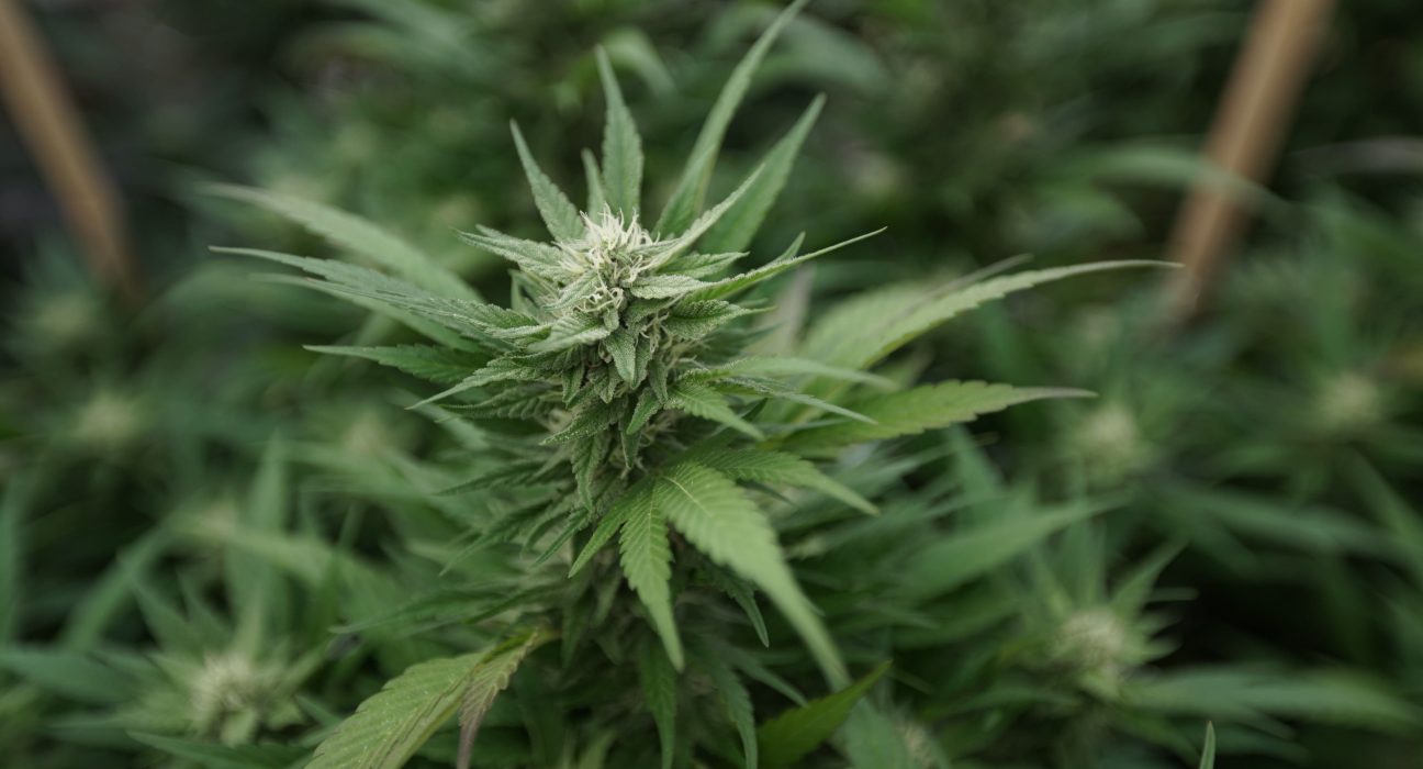Massachusetts Officials Will Review Complaint That Anti-Marijuana Campaign 'Fraudulently' Collected Signatures For Ballot Initiative