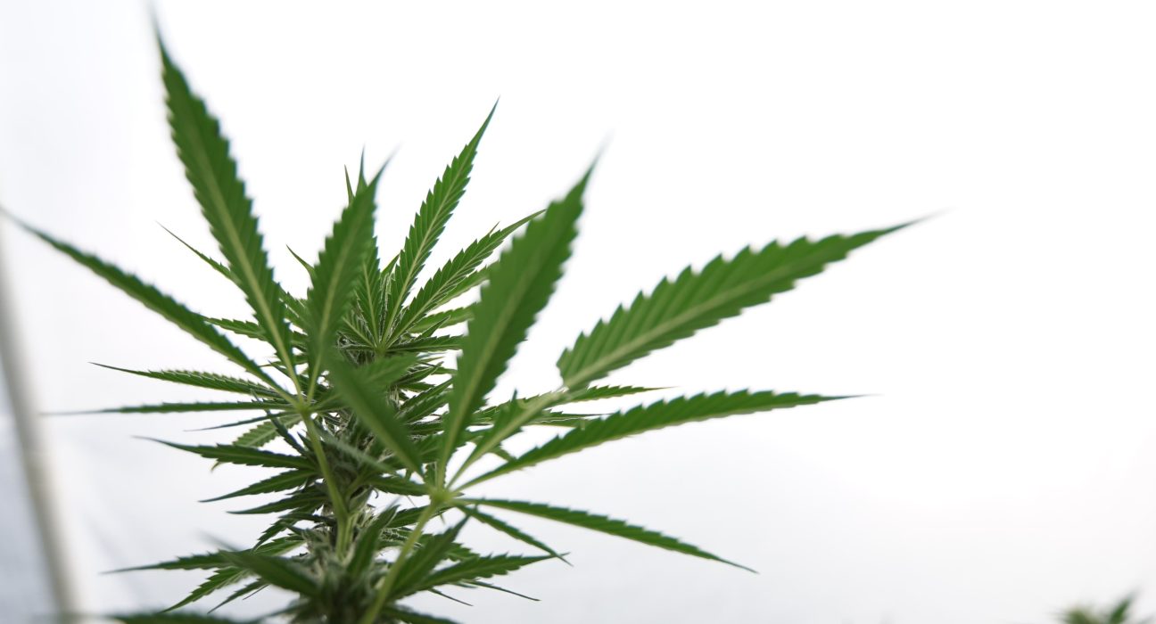Top Wisconsin GOP Lawmaker Says State Isn't Ready To Legalize Medical Marijuana, Criticizing Trump's Rescheduling Move