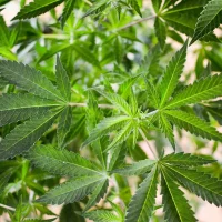 Hawaii Senators Take Up Marijuana Legalization Bills After Key House Lawmakers Signal Reform Is Dead For 2026 Session