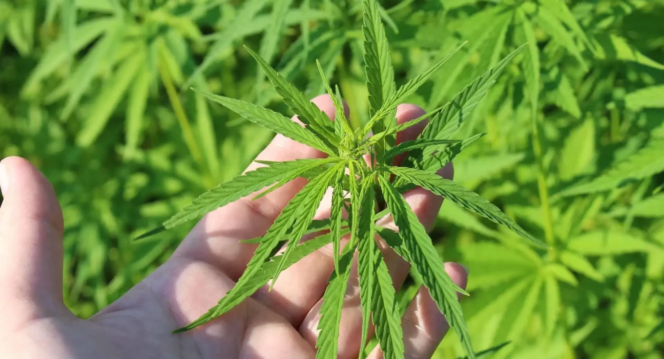 Alabama Medical Marijuana Sales Near Launch After Years Of Delay