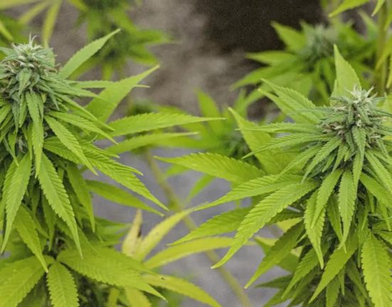 Cannabis MSO PharmaCann Closing Colorado & Pennsylvania Cultivation Sites