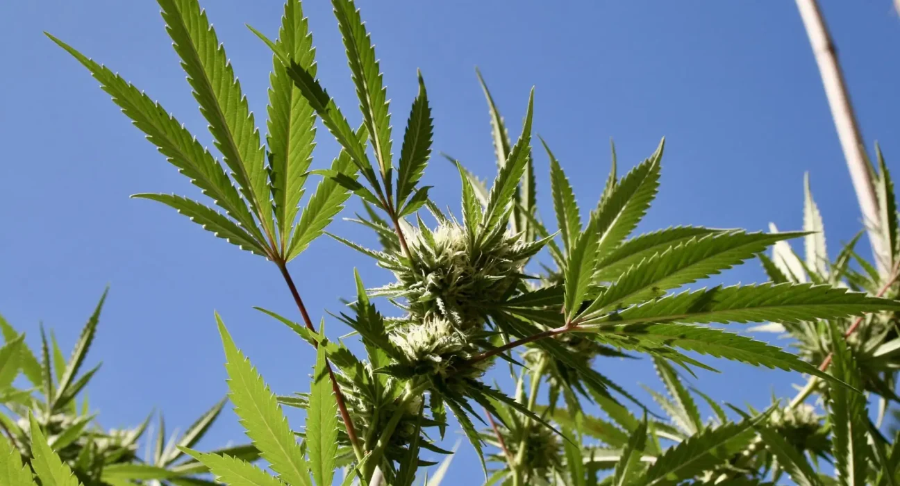 Hawaii Senate Passes Bill To Allow Medical Marijuana Use By Seriously Ill Patients In Health Facilities