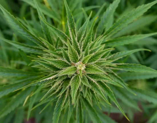 Indiana Governor Blames GOP Leaders For Marijuana Legalization Inaction While 'Half Of Hoosiers Probably Smoke It Illegally'