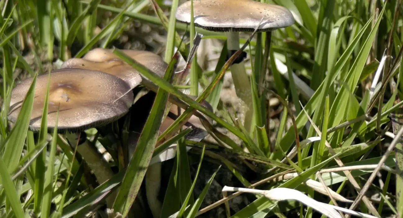 Minnesota Lawmakers Approve Bill To Legalize Psilocybin Therapy And Reschedule The Psychedelic Under State Law