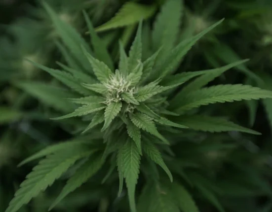 Nebraska Medical Marijuana Advocates Press Ahead After Campaign Notary Convicted For Misconduct