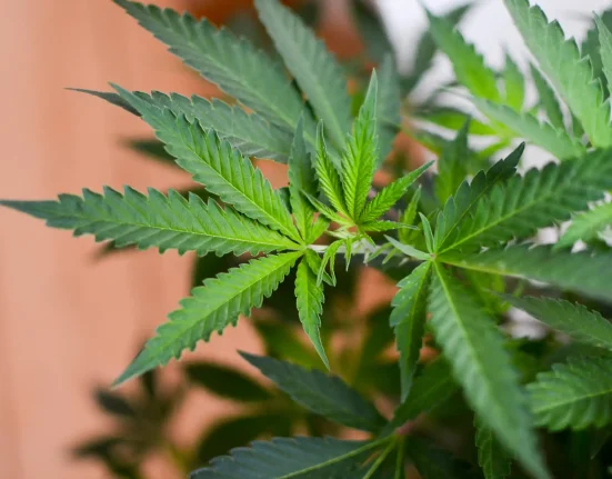 Virginia Lawmakers Reach Deal On Final Bill To Legalize Recreational Marijuana Sales