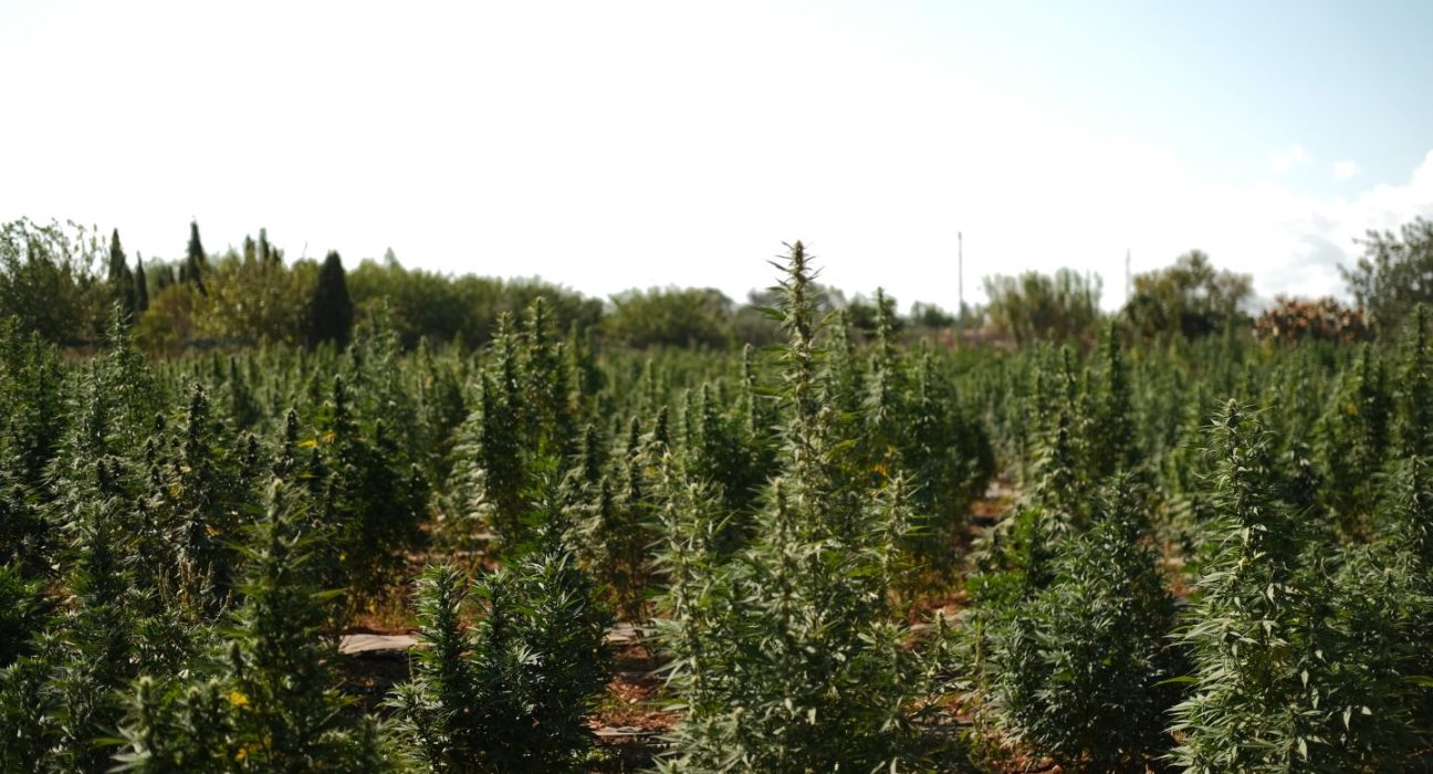 [Watch] High Times’ New Travel Series Goes From Mallorca’s Underground To Portugal’s Cannabis Boom