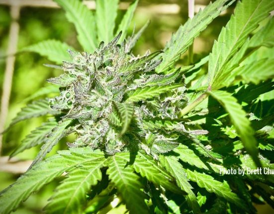 Why “Washers” Are Changing Cannabis