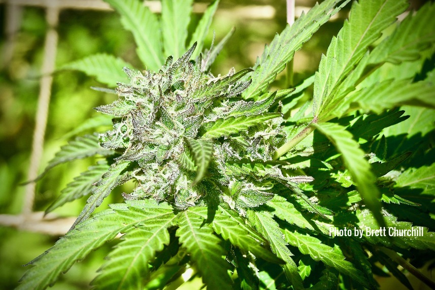Why “Washers” Are Changing Cannabis