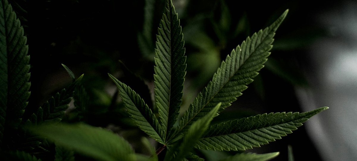 Clean Label Cannabis Is Challenging the Industry