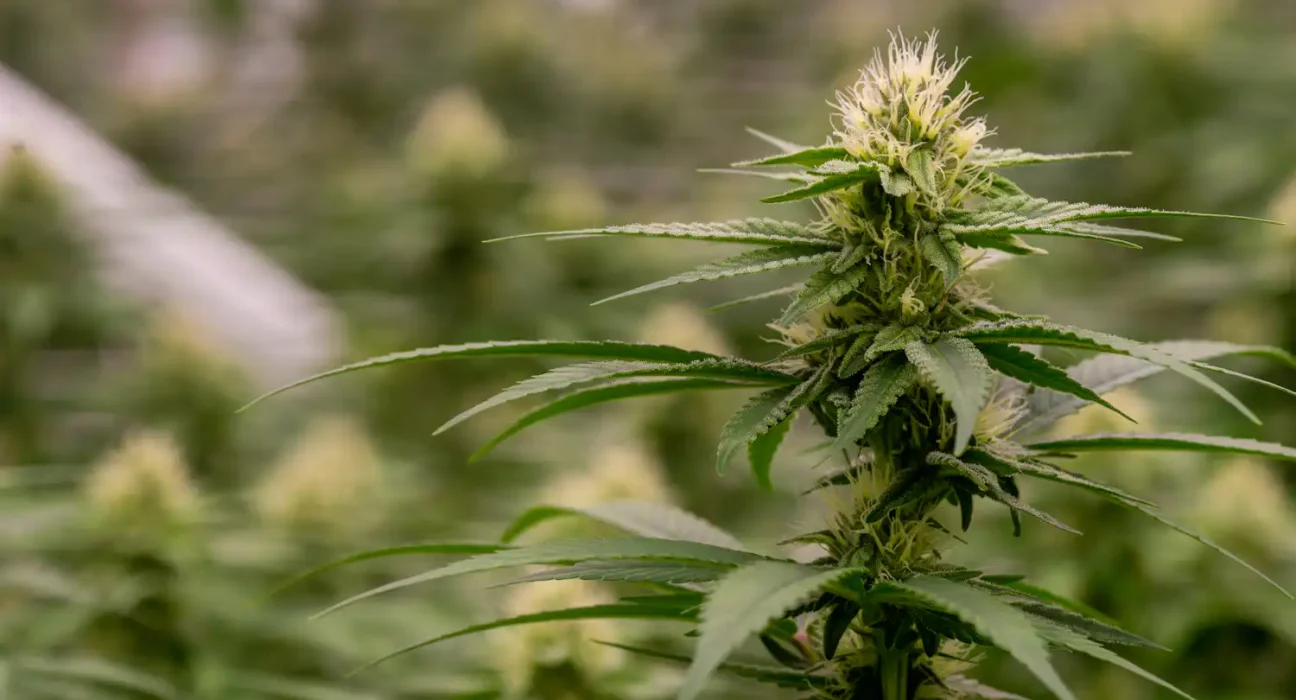 Massachusetts Lawmakers Unanimously Pass Bill To Double Marijuana Possession Limit And Restructure Cannabis Commission