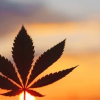 martin jelsma cannabis