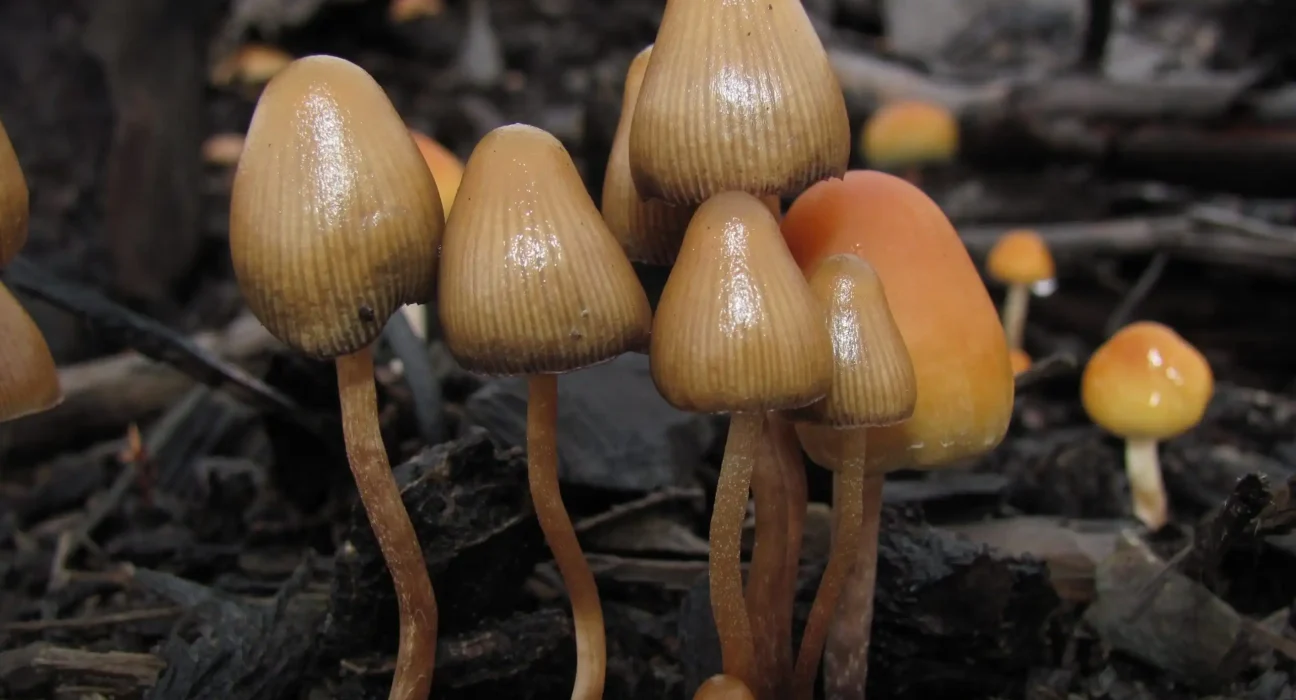 New Mexico Launches Medical Psilocybin Producer Permit Applications