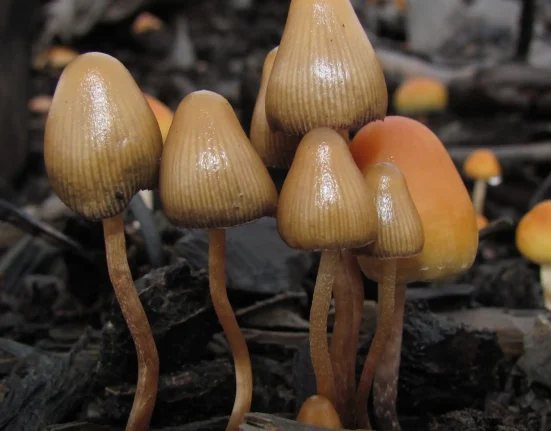 New Mexico Launches Medical Psilocybin Producer Permit Applications