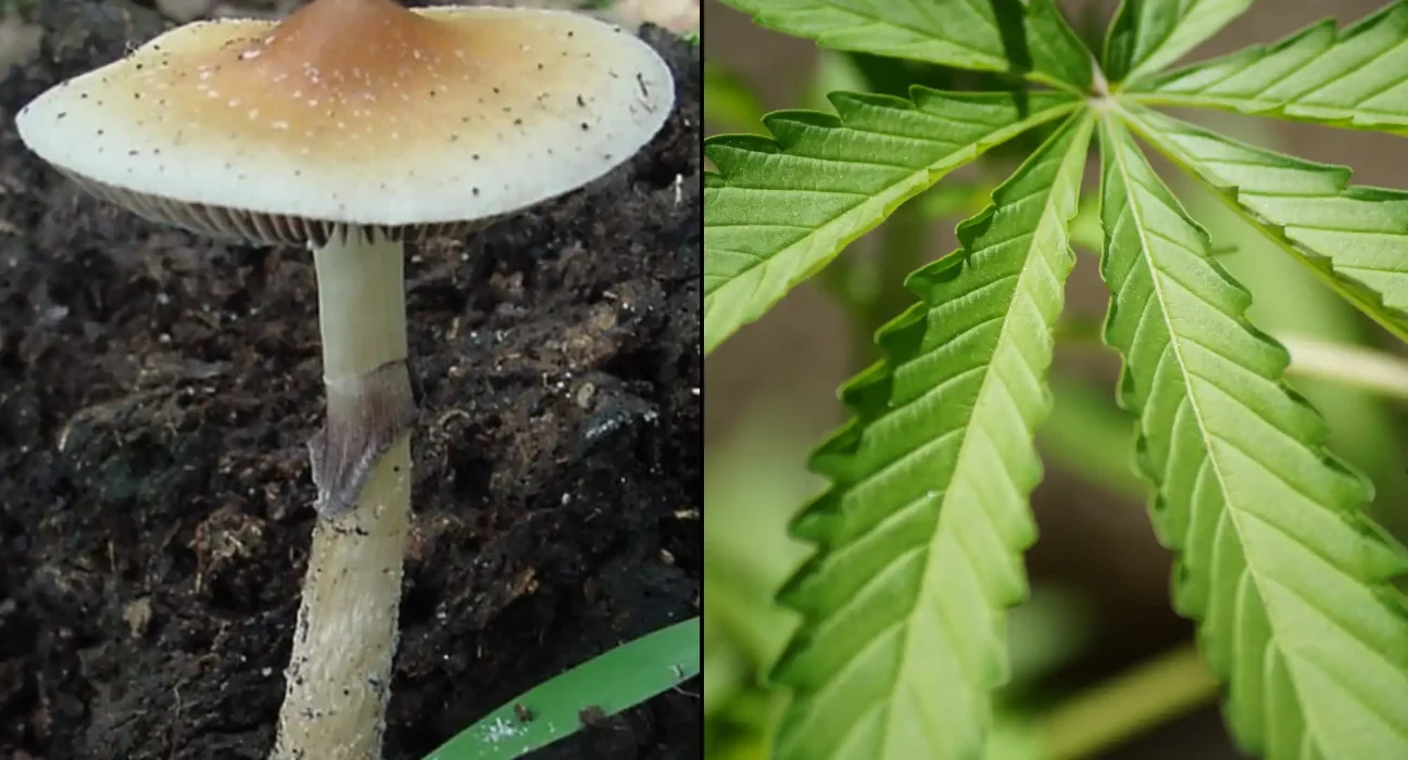 SXSW Is Considering Marijuana And Psychedelics Panel Proposals For 2027 Festival, And You Can Vote On Them