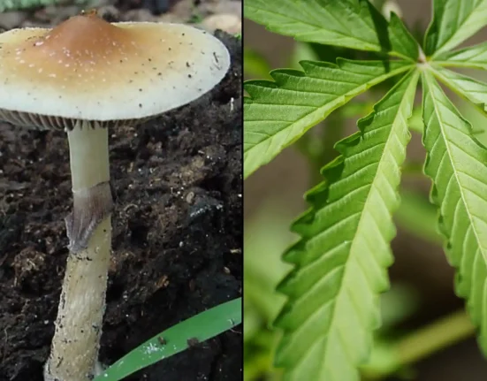 SXSW Is Considering Marijuana And Psychedelics Panel Proposals For 2027 Festival, And You Can Vote On Them