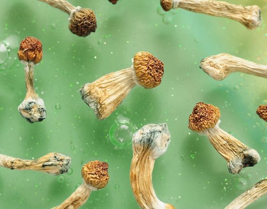 Study: Oregon Psilocybin Program Provides Sustained Benefits