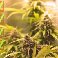 california medical marijuana rescheduling
