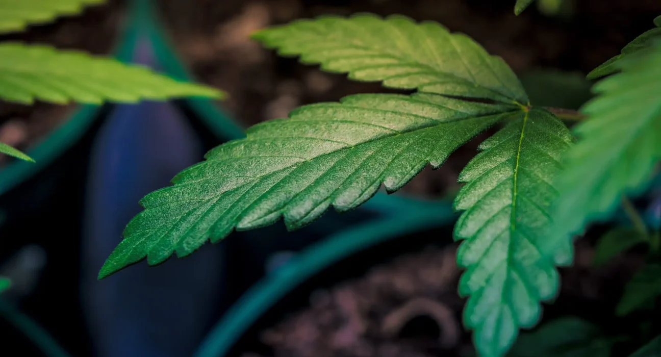 Alabama Officials Withdraw Objection To Rescheduling Marijuana Under State Law In Line With Trump's Federal Move
