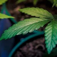 Alabama Officials Withdraw Objection To Rescheduling Marijuana Under State Law In Line With Trump's Federal Move