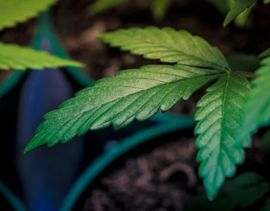 Alabama Officials Withdraw Objection To Rescheduling Marijuana Under State Law In Line With Trump's Federal Move
