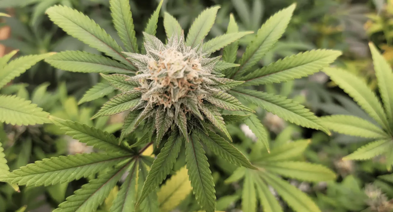 DEA Hasn't Shown 'Any Sort Of Interest' In Helping States Prepare For Marijuana Rescheduling, Top California Official Says