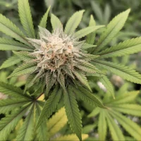 DEA Hasn't Shown 'Any Sort Of Interest' In Helping States Prepare For Marijuana Rescheduling, Top California Official Says