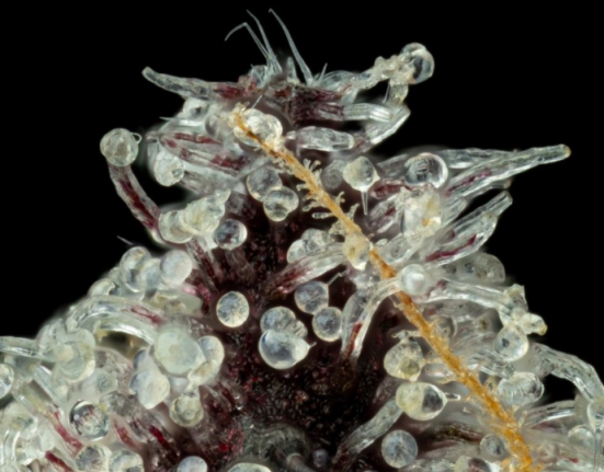 High Times Strains Of the Month