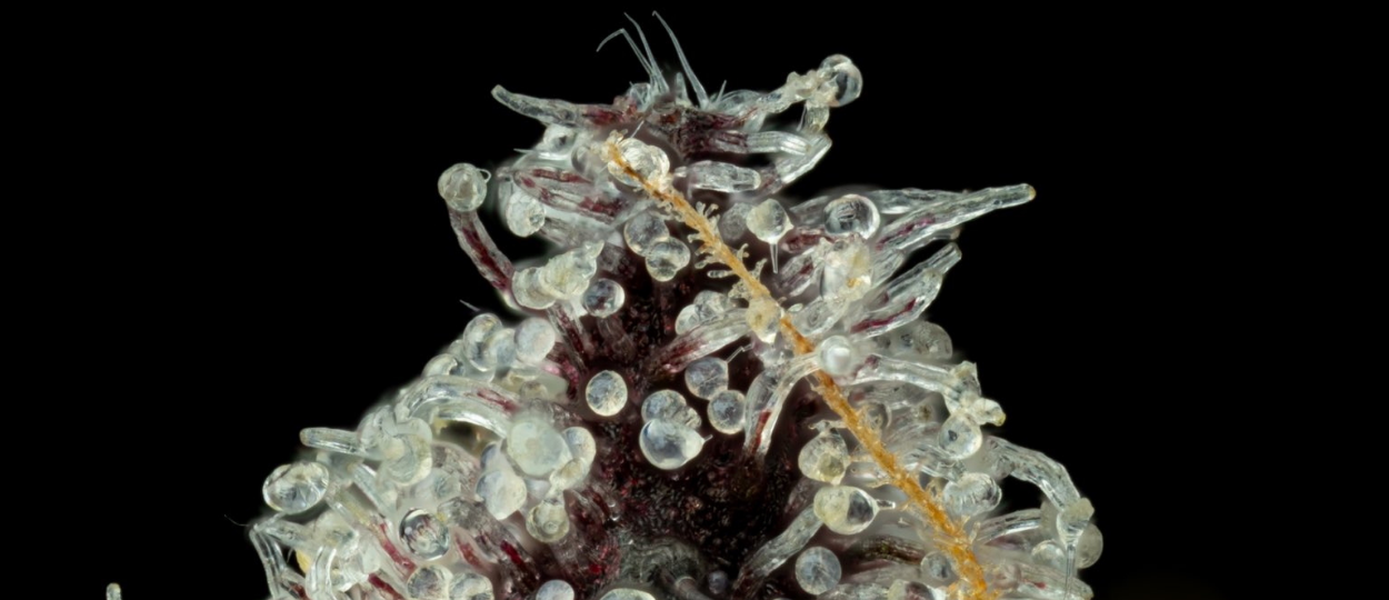 High Times Strains Of the Month