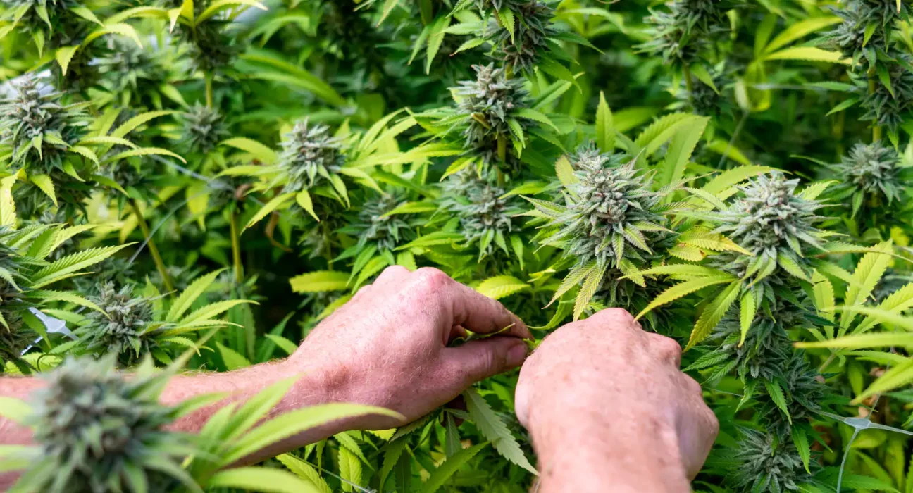Marijuana Should Be Federally Legalized And Taxed, U.S. Senate Candidate Josh Turek Says