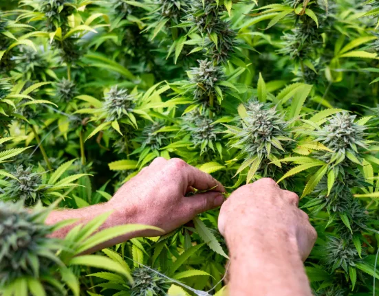 Marijuana Should Be Federally Legalized And Taxed, U.S. Senate Candidate Josh Turek Says